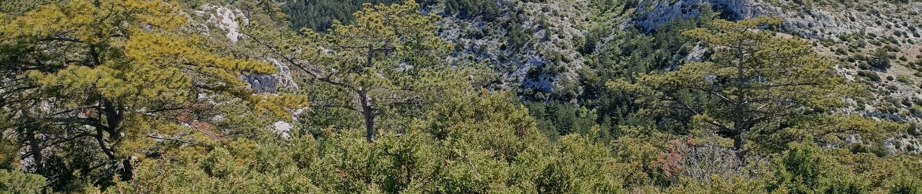 Tour Wandern Bédoin - le grand Pata  - Photo