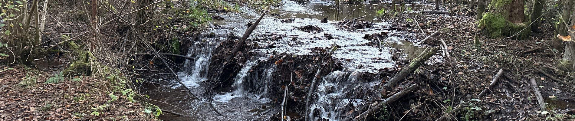 Percorso Marcia Trois-Ponts - Wanne 22,8 km - Photo