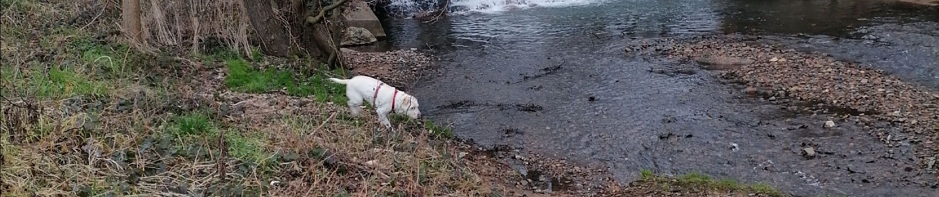 Tocht Stappen La Chapelle-de-Guinchay - cascade - Photo