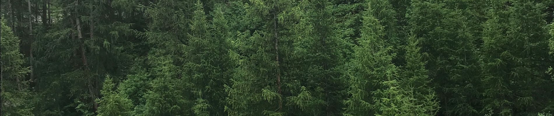 Tour Wandern Val-d'Isère - Petit tour dans la forêt du fornet - Photo