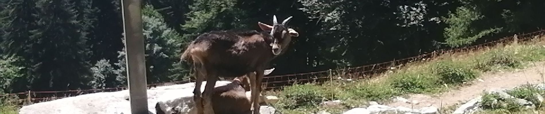 Randonnée Marche Sixt-Fer-à-Cheval - la tête de verreu - Photo