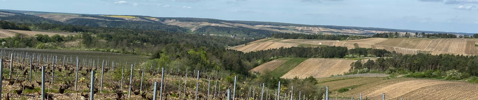 Tocht Stappen Les Riceys - Les cadoles - Photo