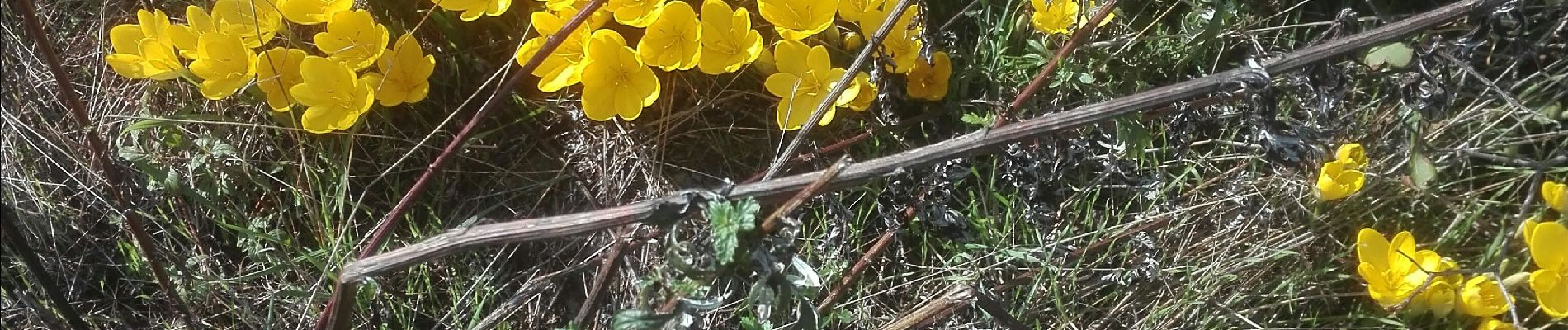 Tour Wandern Beauvallon - Ch Tousmas 8-10-2020 - Photo