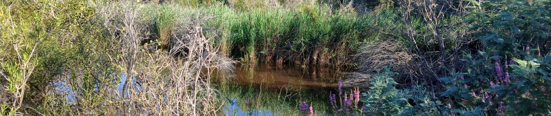 Trail Walking Roquebrune-sur-Argens - La Bouverie - Photo