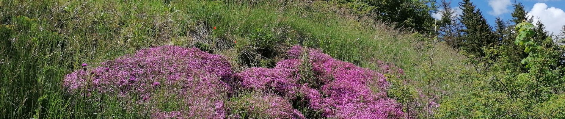 Tour Wandern Lans-en-Vercors - la molière 2020 - Photo