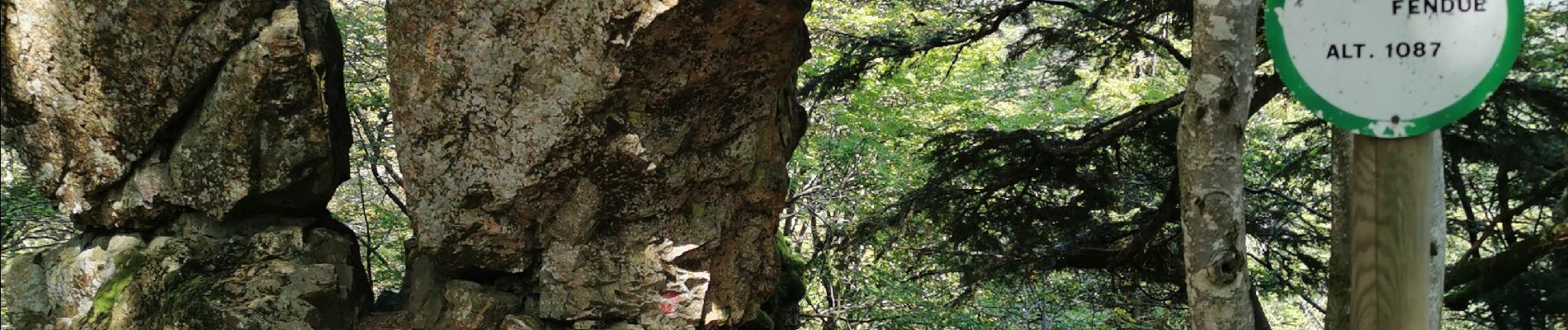 Tour Wandern Niederassel - planche des belles filles depuis auxelles haut  - Photo