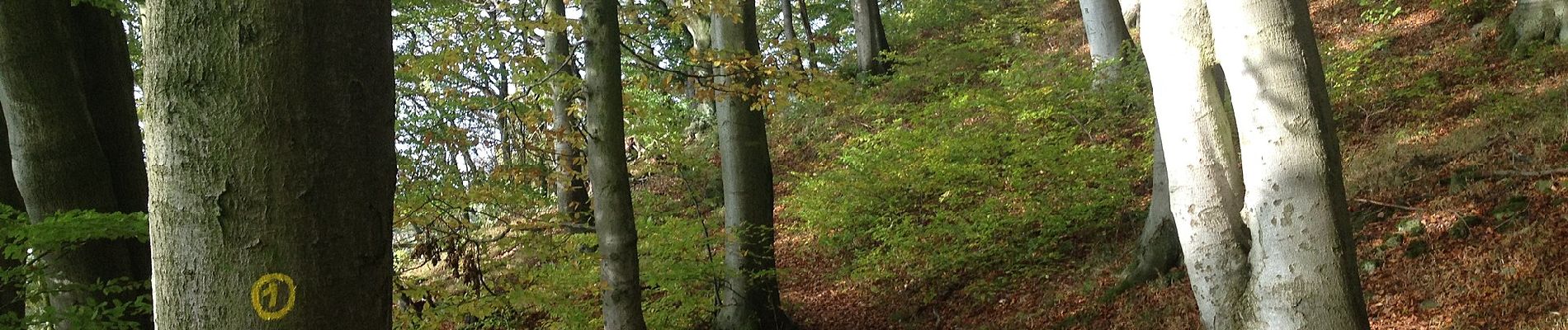 Percorso A piedi Ahnatal - Ahnatal, Rundweg 38 - Photo