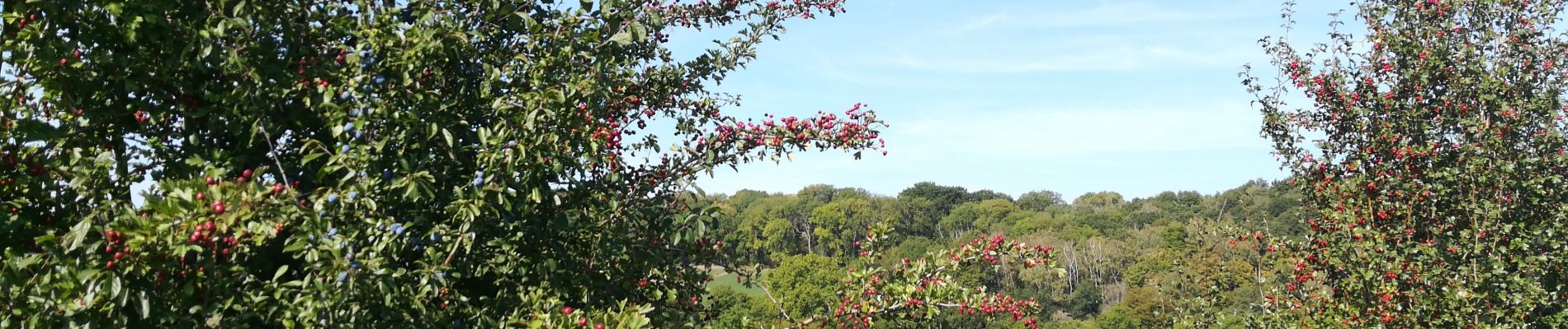 Tour Wandern Vuren - altenbroeck - Photo