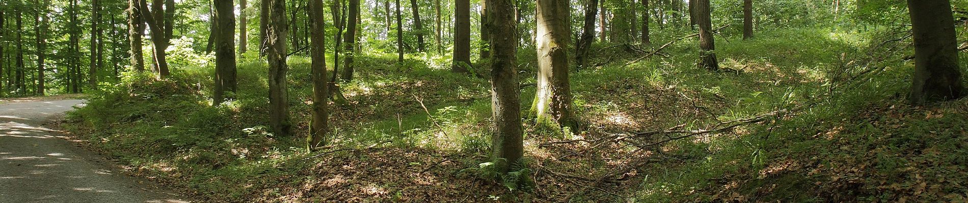 Randonnée A pied Geroldsgrüner Forst - Säuerlingsweg DÖ 97 - Photo