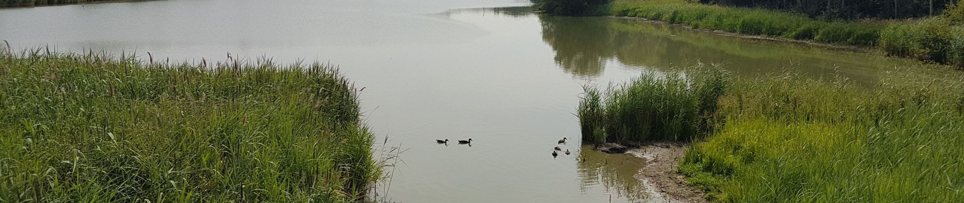 Tour Wandern Le Perray-en-Yvelines - Le Perray en Yvelines à Cernay la Ville - Photo