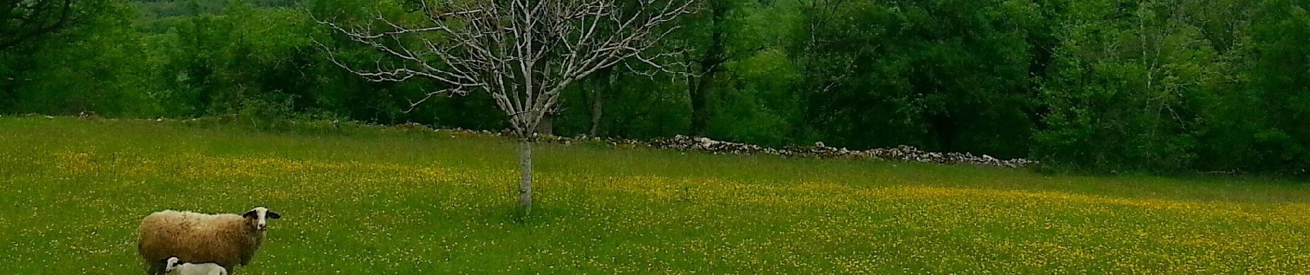 Tocht Te voet Lugagnac - Lugagnac - Photo