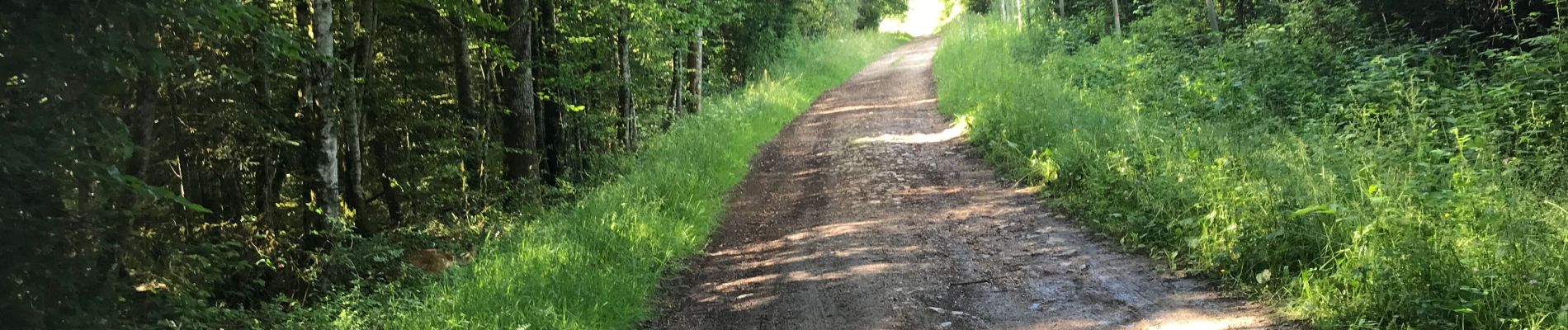 Tour Wandern Madonne-et-Lamerey - Bois de Dompaire  - Photo