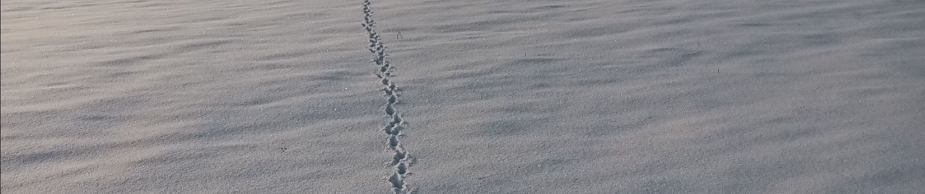 Tocht Stappen Hamoir - poulet - Photo