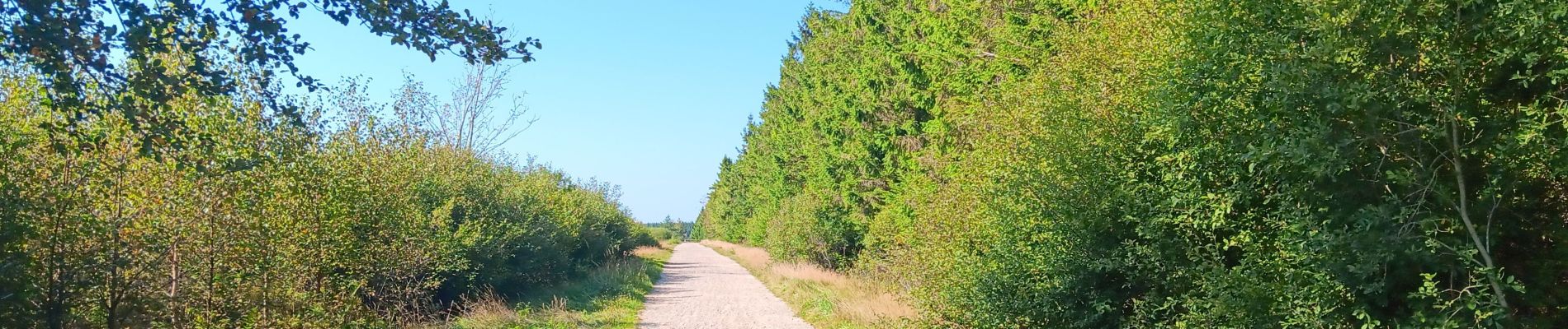 Tour Wandern Weismes - autour de botrange et du bois de sourbrodt - Photo