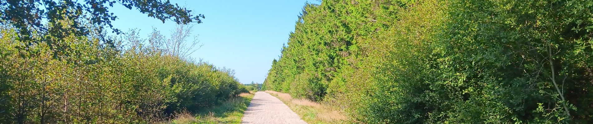 Trail Walking Waimes - autour de botrange et du bois de sourbrodt - Photo