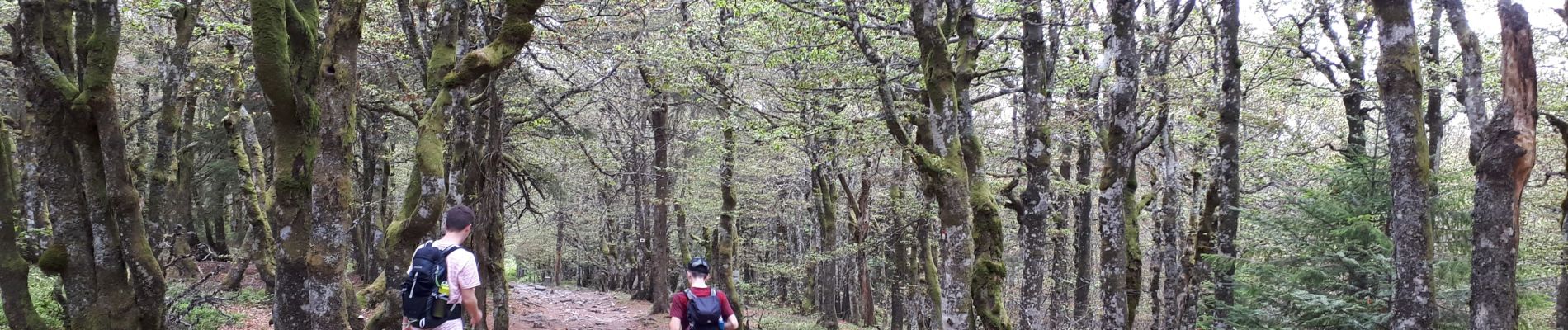 Trail Walking Le Valtin - Les Rochers des Hirschsteine - Lac Vert - Photo