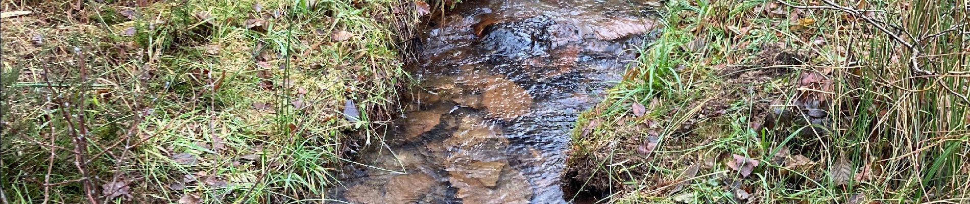 Tour Wandern Lierneux - Les épicea - Photo