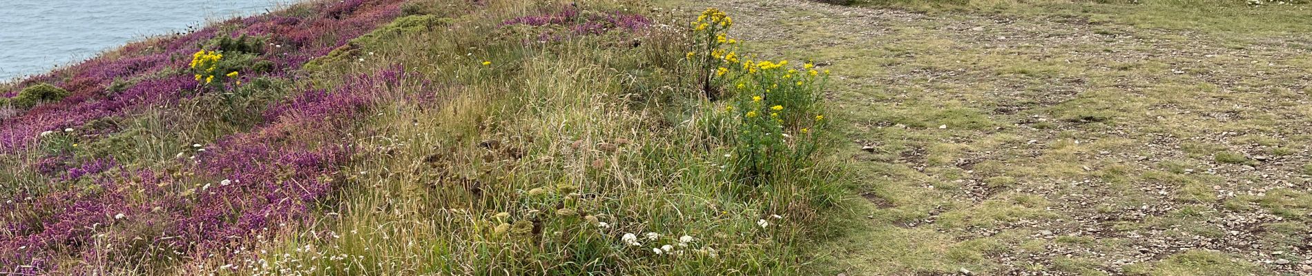 Tour Wandern Argol - Caméras - Photo