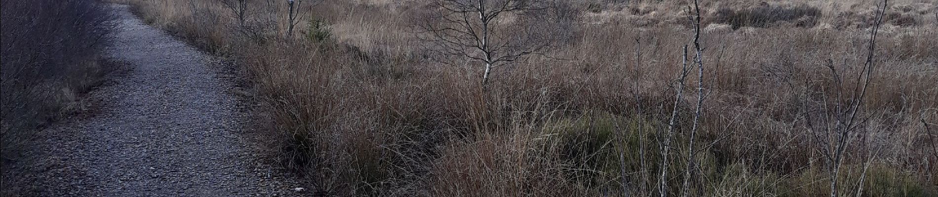 Tour Wandern Weismes - Botrange - Beverce - Botrange - Photo