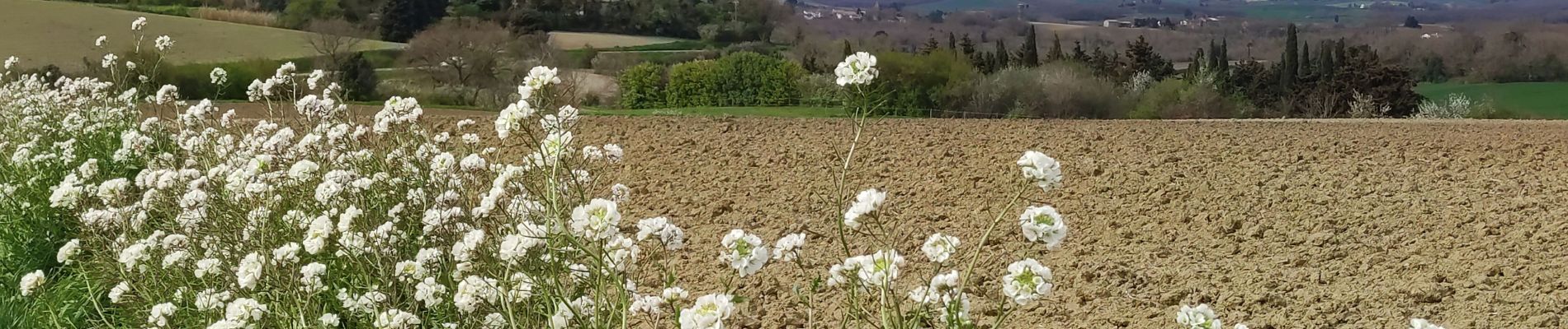 Tour Wandern Lasserre-de-Prouille - Lasserre de prouilhe 17 kms - Photo