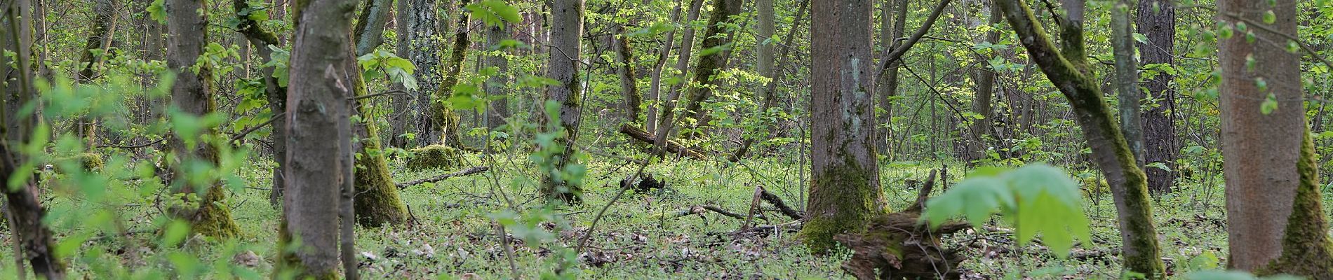 Tour Zu Fuß Unbekannt - Berlin. Wald. Klima. - Photo