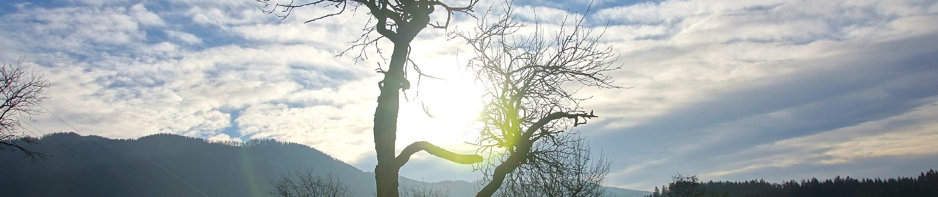 Tour Zu Fuß Langenwang - Wanderweg 732 - Photo