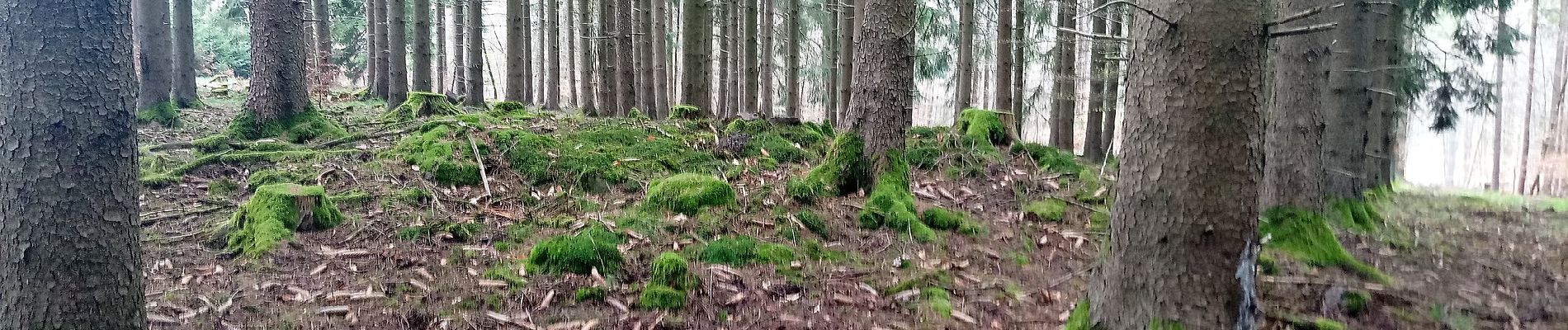 Percorso A piedi Buchen (Odenwald) - Rundwanderweg Waldhausen 2 Grauer-Forst-Weg - Photo