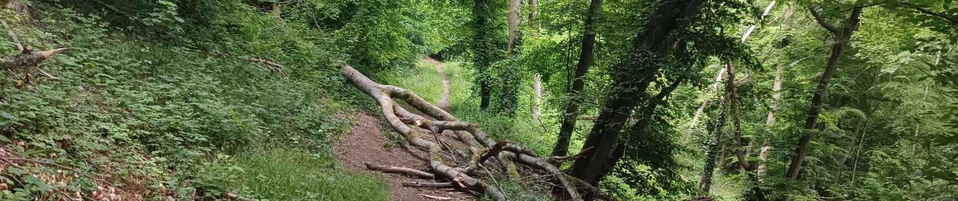 Trail Walking Notre-Dame-de-Bondeville - La bretêque-Isneauville-Houppeville - Photo