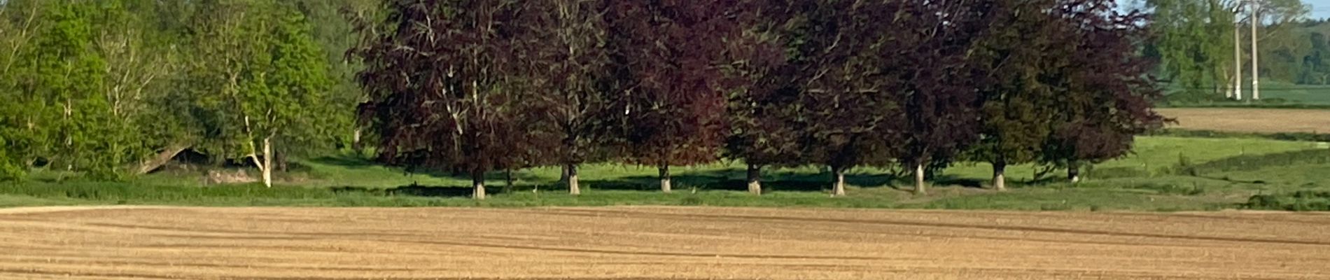 Percorso Corsa a piedi Gerpinnes - Boulangerie le p’tit toqué - Photo