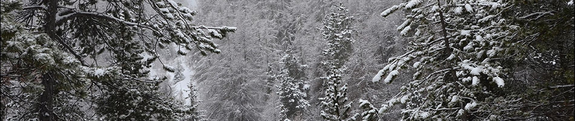 Randonnée Raquettes à neige Uvernet-Fours - Pra Loup - Cabane Forestière du Fau - Photo