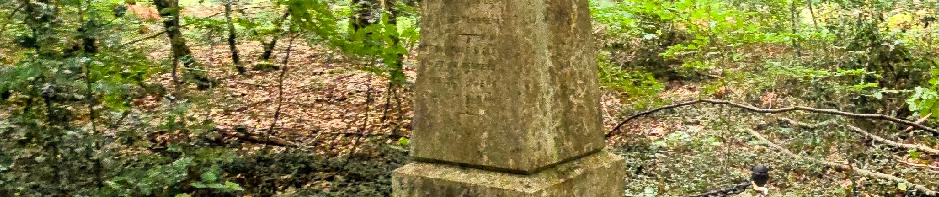 Tocht Te voet Fontainebleau - Fontainebleau les monts de Fay - Photo