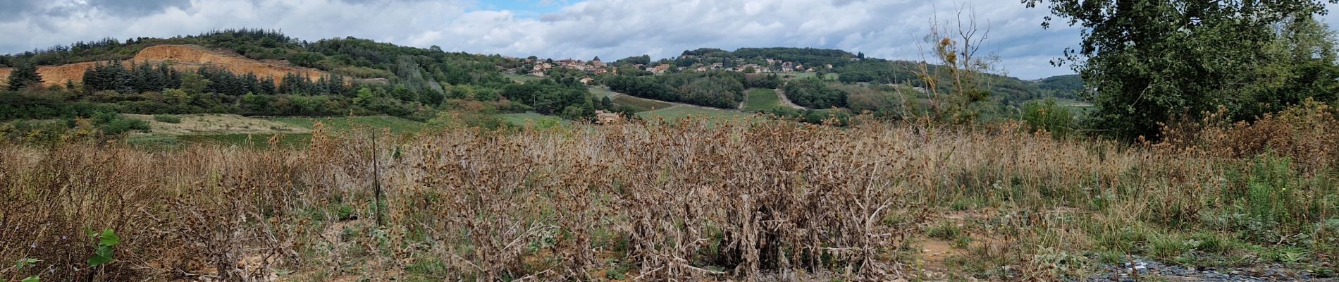 Trail Walking Saint-Jean-des-Vignes - Pierres-Dorées_Saint-Jean-Des-Vignes=>Charnay - Photo