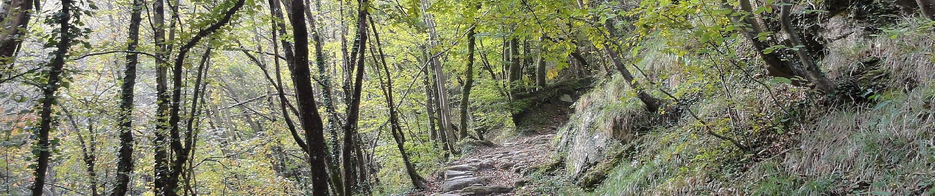 Trail On foot Portico e San Benedetto - IT-409 - Photo