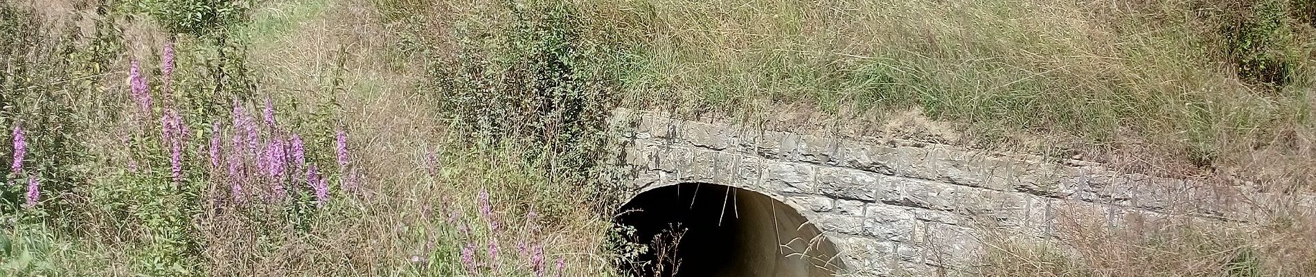 Tour Zu Fuß Bruchsal - BR - 12 Obergrombacher Burgweg - Photo