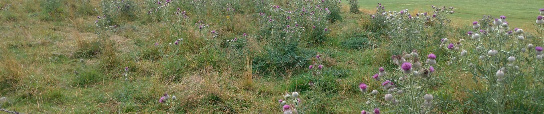 Tocht Stappen Nasbinals - nasbinals le deroc - Photo