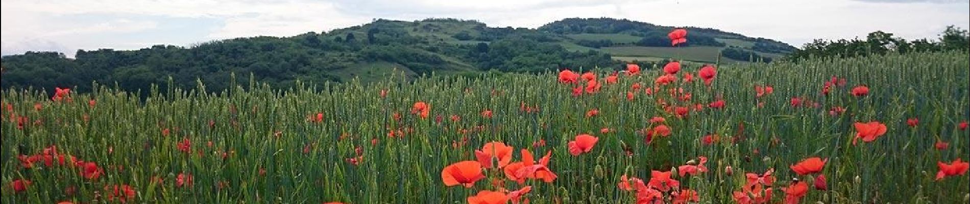 Randonnée Marche Chas - Chas_Puy_Pileyre - Photo