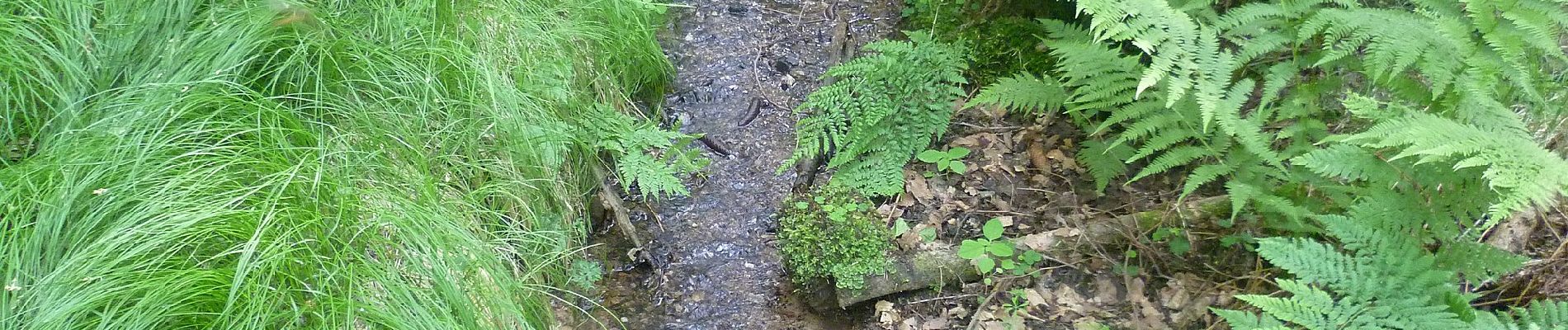 Percorso A piedi Alzenau - Kulturweg Alzenau 3 - Photo