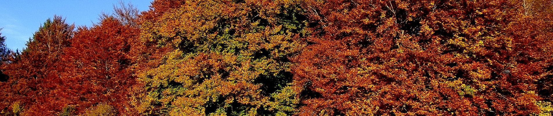 Randonnée A pied Gomadingen - Mägerkingen - Steinhilben - Photo