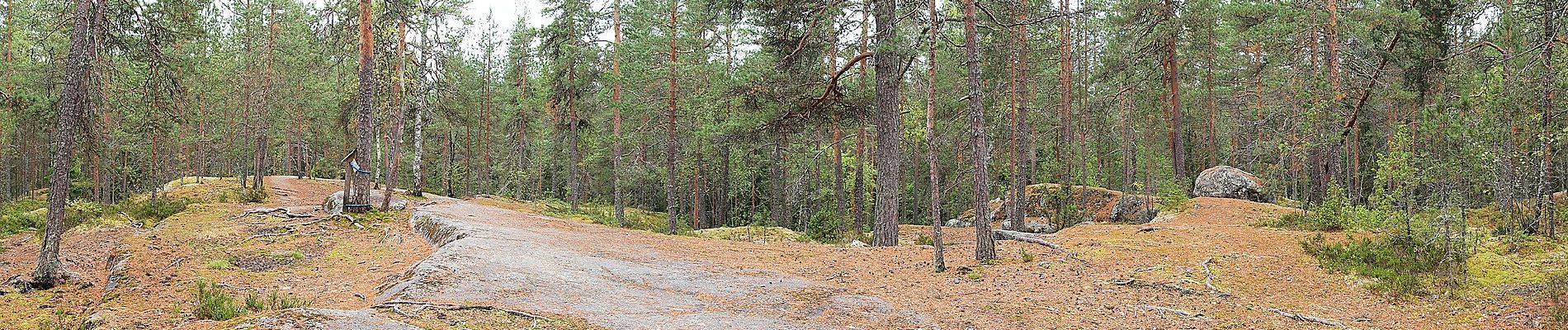 Trail On foot Jyväskylä - Sippulanniemen luontopolku - Photo