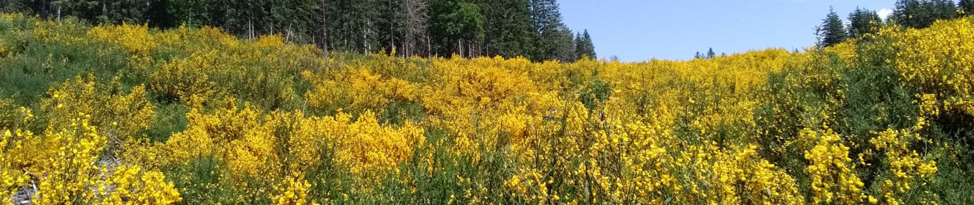 Tour Wandern Cambon-et-Salvergues - Haute Vallée de l'Agout - Photo