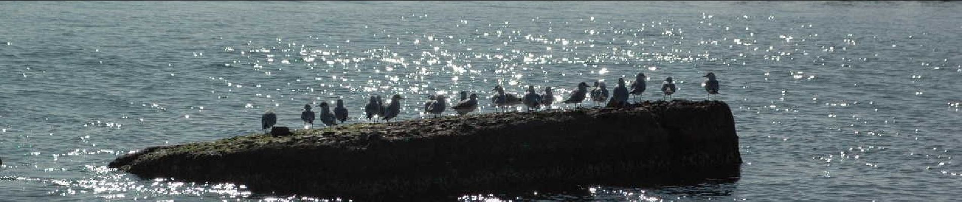 Percorso A piedi Casarza Ligure - Casarza Ligure - Colle di Casa Venino - Photo