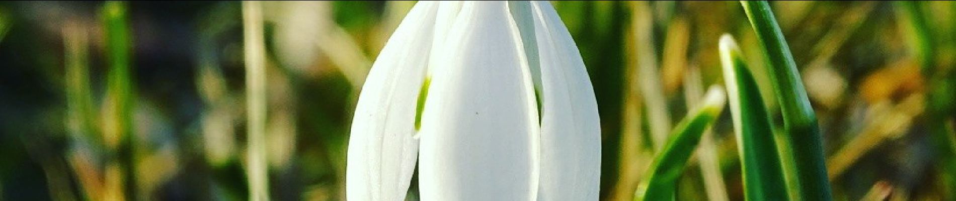 Tour Zu Fuß Goeree-Overflakkee - Blauw - Photo