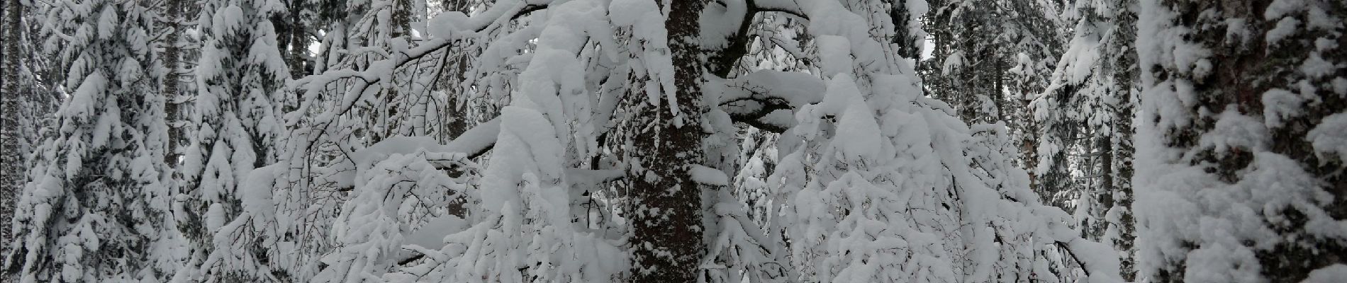 Excursión Raquetas de nieve Gerbépal - 20201230_12km_424m_ColMartimpré-ChaletPreux - Photo