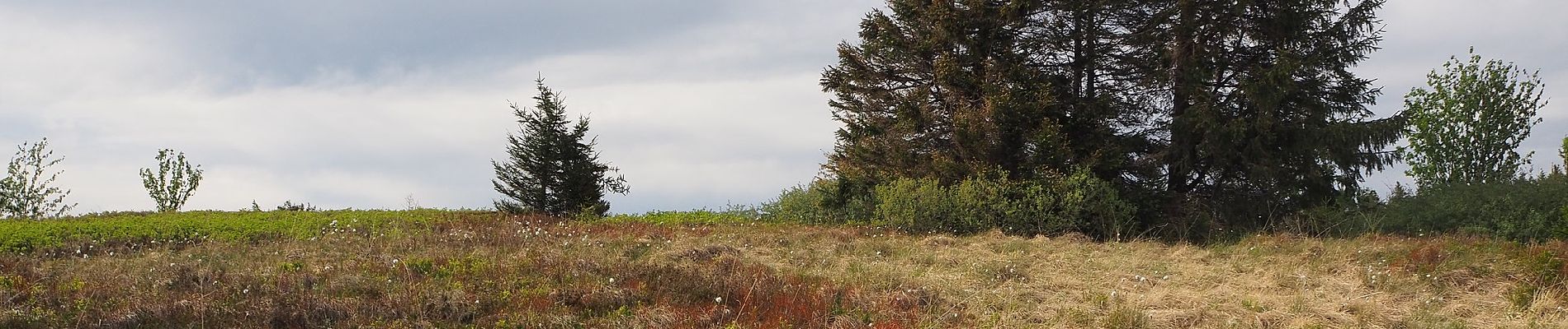 Tocht Te voet Simonswald - Josef-Seger-Weg - Photo