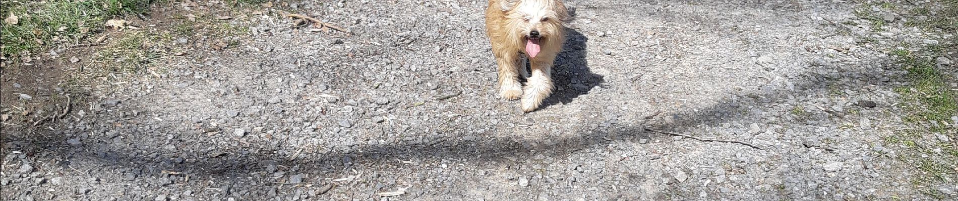 Tocht Stappen Mont-Saint-Guibert - mont saint guibert  - Photo