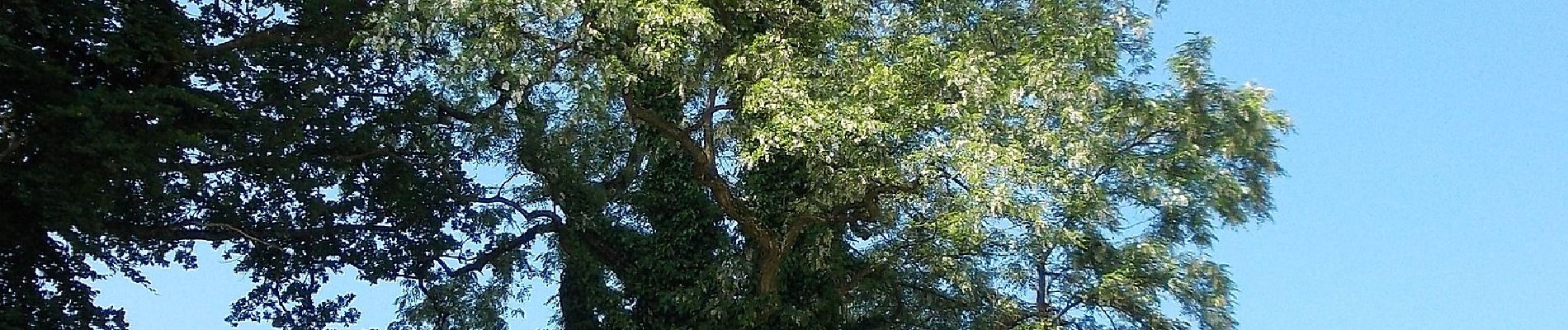 Randonnée A pied Geretsberg - Naturweg Haigermoos - Photo