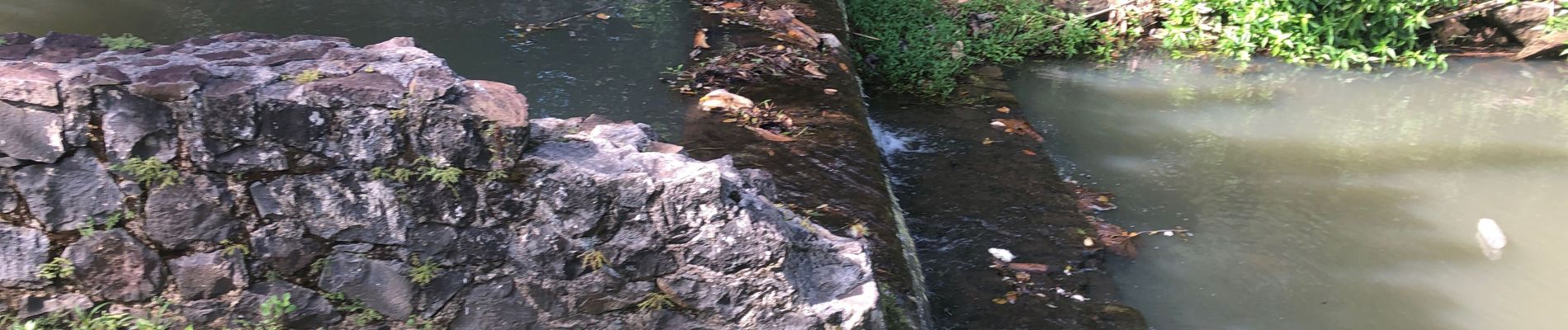 Tocht Stappen Rivière-Salée - Boucle Trenelle Dede duharoc - Photo