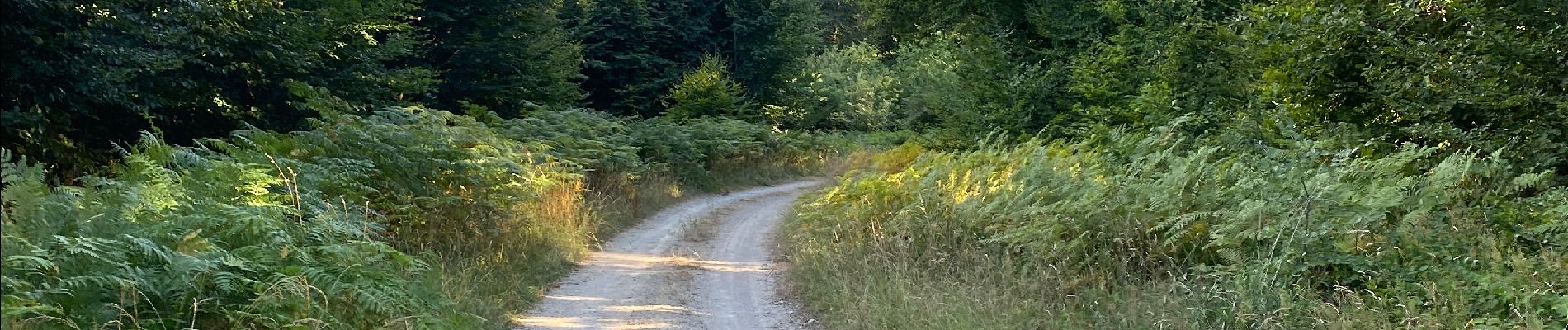 Randonnée Marche Neurey-en-Vaux - Autour de Neurey en vaux ( idéal en été )  - Photo