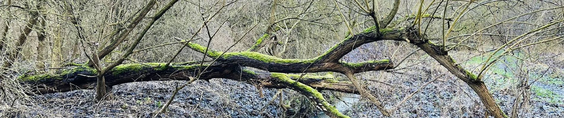 Tour Wandern Sint-Truiden - La réserve naturelle Egoven à Saint-Trond - Photo