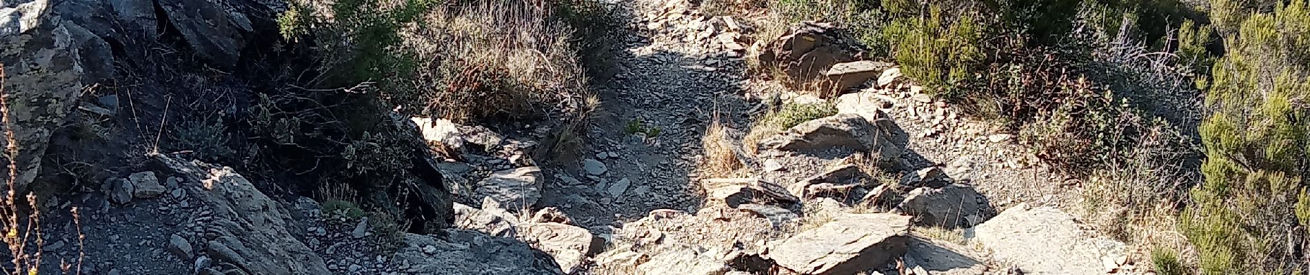 Trail Nordic walking Collioure - rando musclée  - Photo